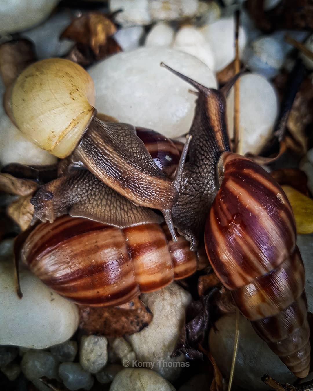 Wildlife and Flora of Grand-Popo: Coastal Biodiversity